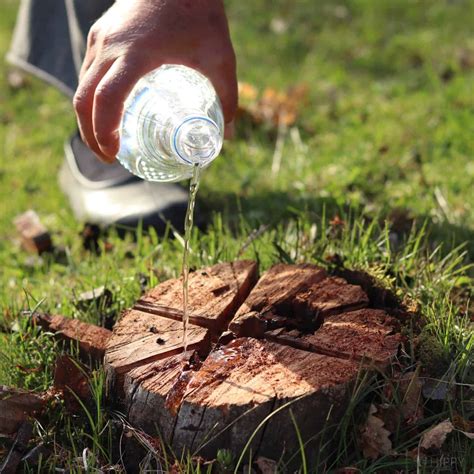 inside of a tree stump.